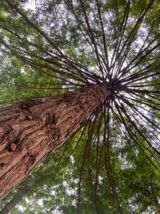 ~* The Spectacular Spyglass Treehouse *~ Occidental Dış mekan fotoğraf