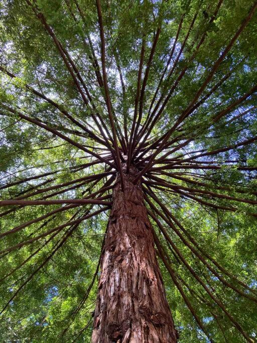 ~* The Spectacular Spyglass Treehouse *~ Occidental Dış mekan fotoğraf